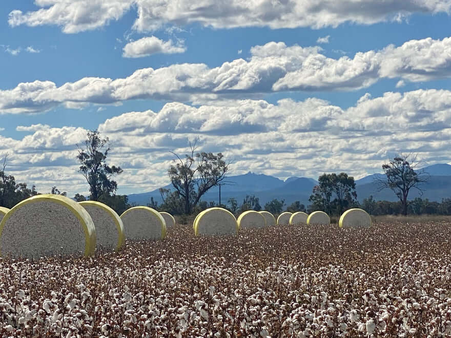 Cotton Pickin' Good or Bad?